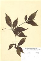 藏品(紅果金粟蘭)的圖片